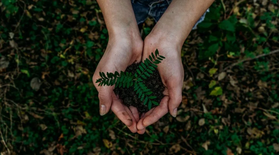 Economia Verde. Mãos segurando uma planta